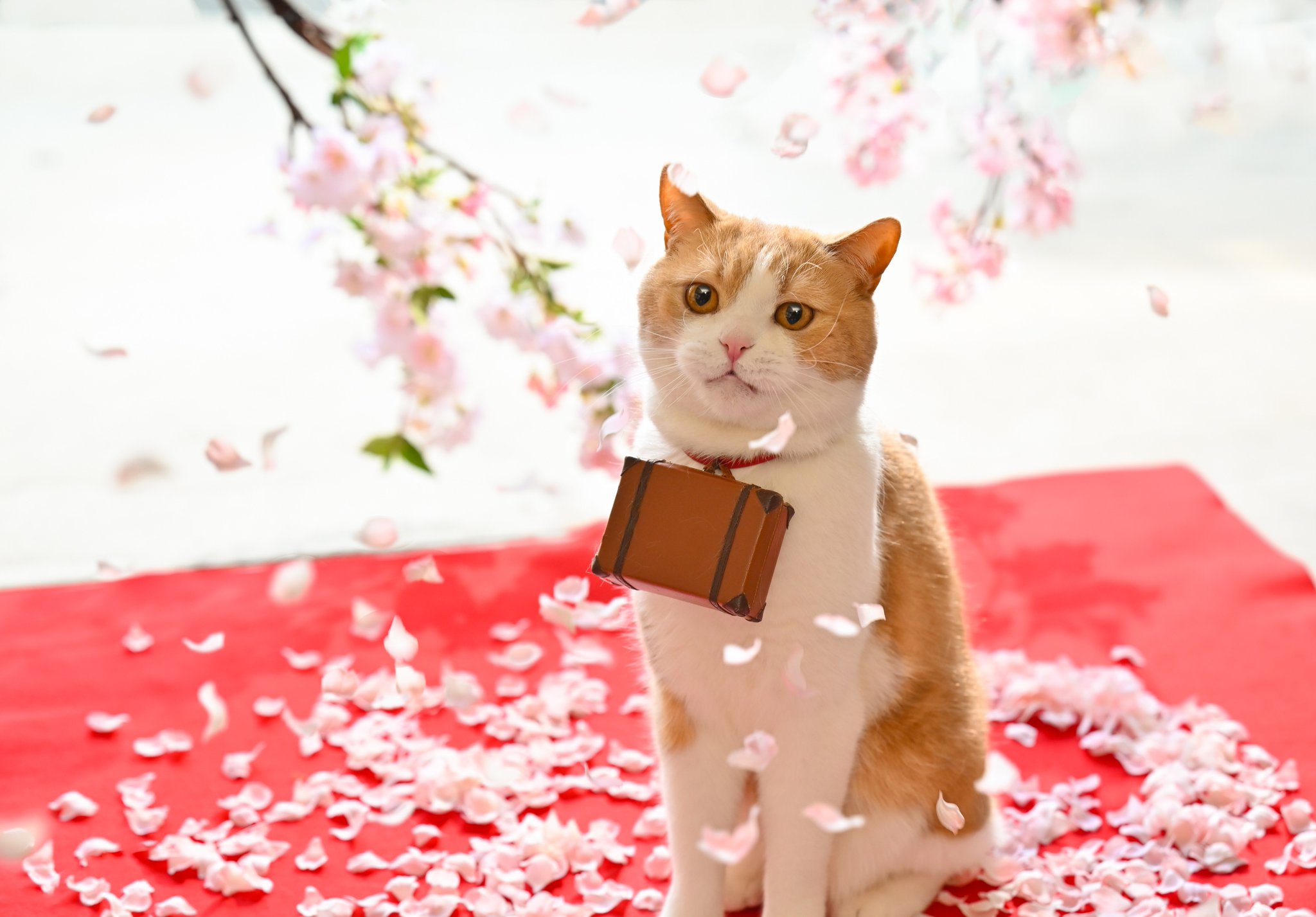 じゃれねこ『1月☆⑧ 桜』 にゃらん on X: 