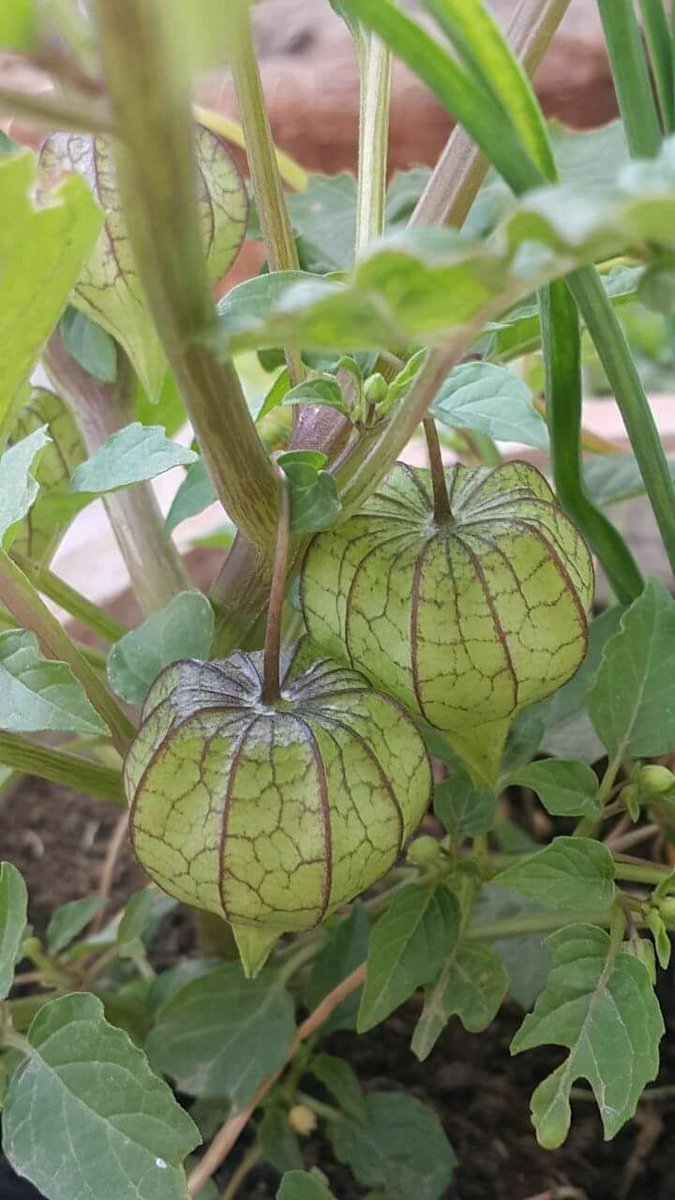 Emang ada yaa orang yg gak pernah makan ciplukan??