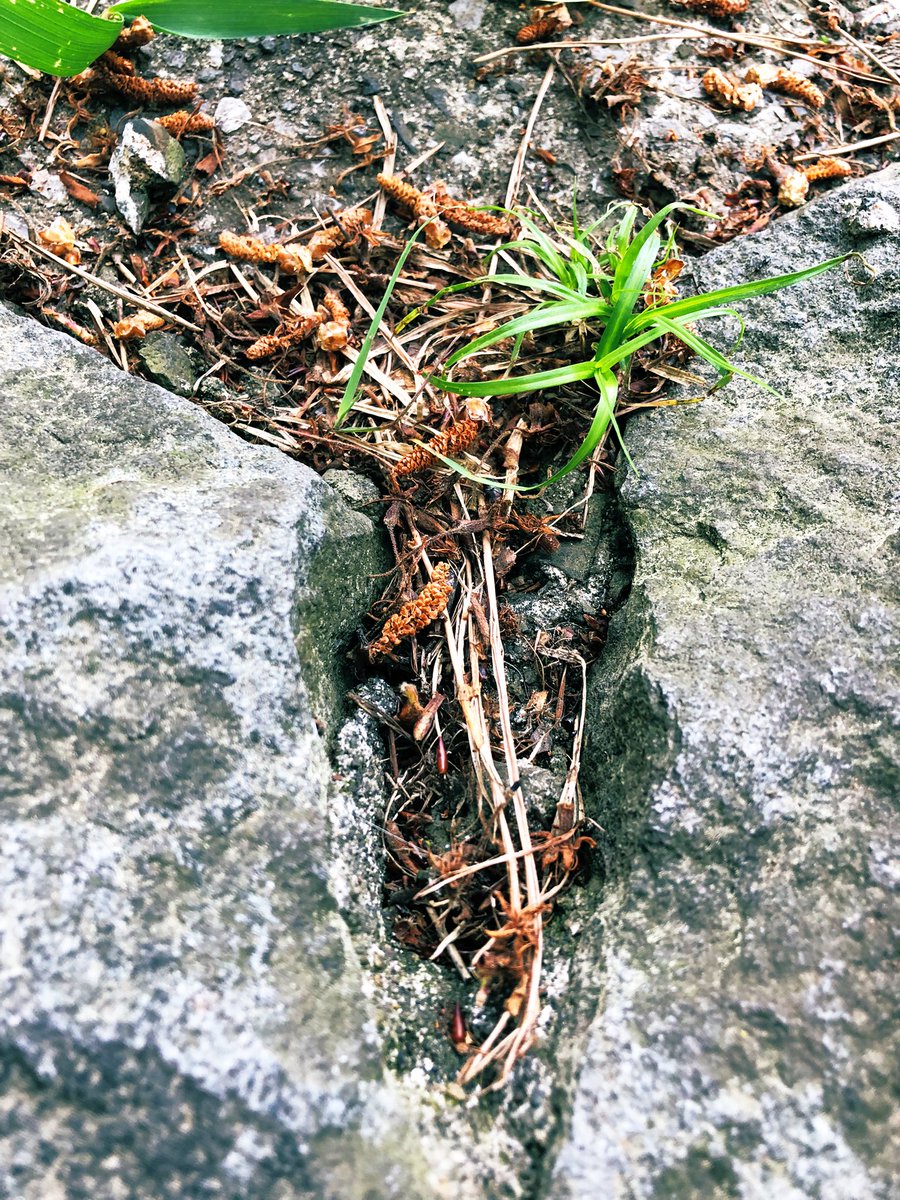 ダンゴムシさん達のお家ここ🌱だった
おうち帰っていく姿見られてなんか可愛かった🥰