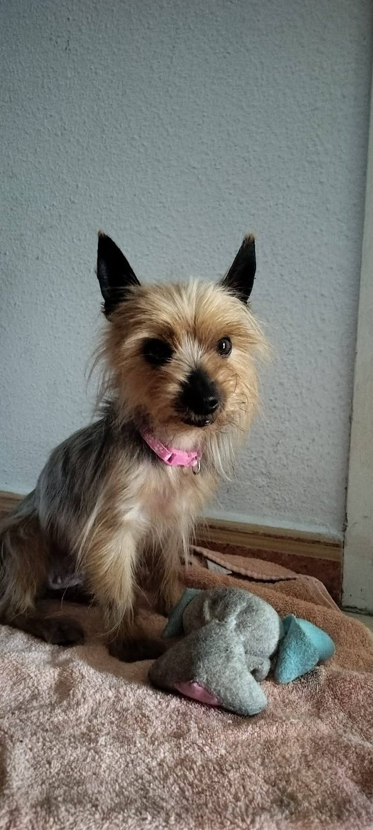 🐾 ¡#LULÚ BUSCA UN HOGAR LLENO DE AMOR! 🐾

Dulce Yorkshire Terrier de 8 añitos, que está buscando una nueva familia que la quiera tanto como ella sabrá querer 💖

✨ Esterilizada.
✨ Vacunas en proceso.
✨ Pesa solo 3 kg.
✨ Súper cariñosa, juguetona y compañera.