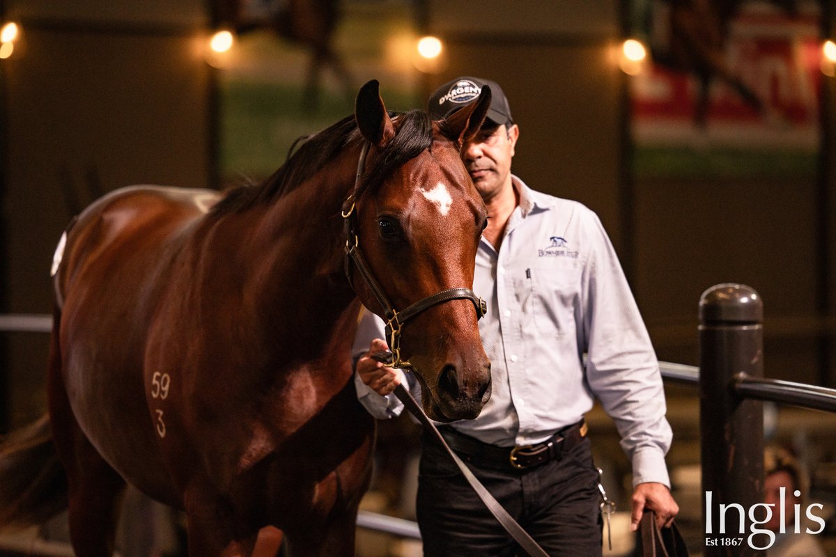“It’s a tremendous result for the stud. He’s an outstanding colt which had paraded well here all week, and we’re just thrilled with the result,’’ Daly said after Lot 253 sold <a href="/inglis_sales/">Inglis</a> HTBA yearling sale for $130,000 - the top price for a colt.

News: bownessstud.com.au/2025/04/28/top…
