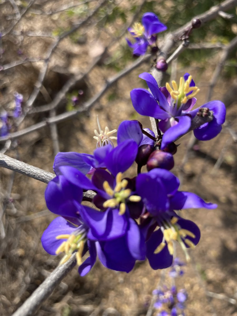 Faro_Mazatlan's tweet photo. Las flores de guayacán en el faro. Nombre científico: Guaiacum sanctum  
Nombres comunes:  Palo guayacán, Palo santo.. https://t.co/QoeOJwfg7e
