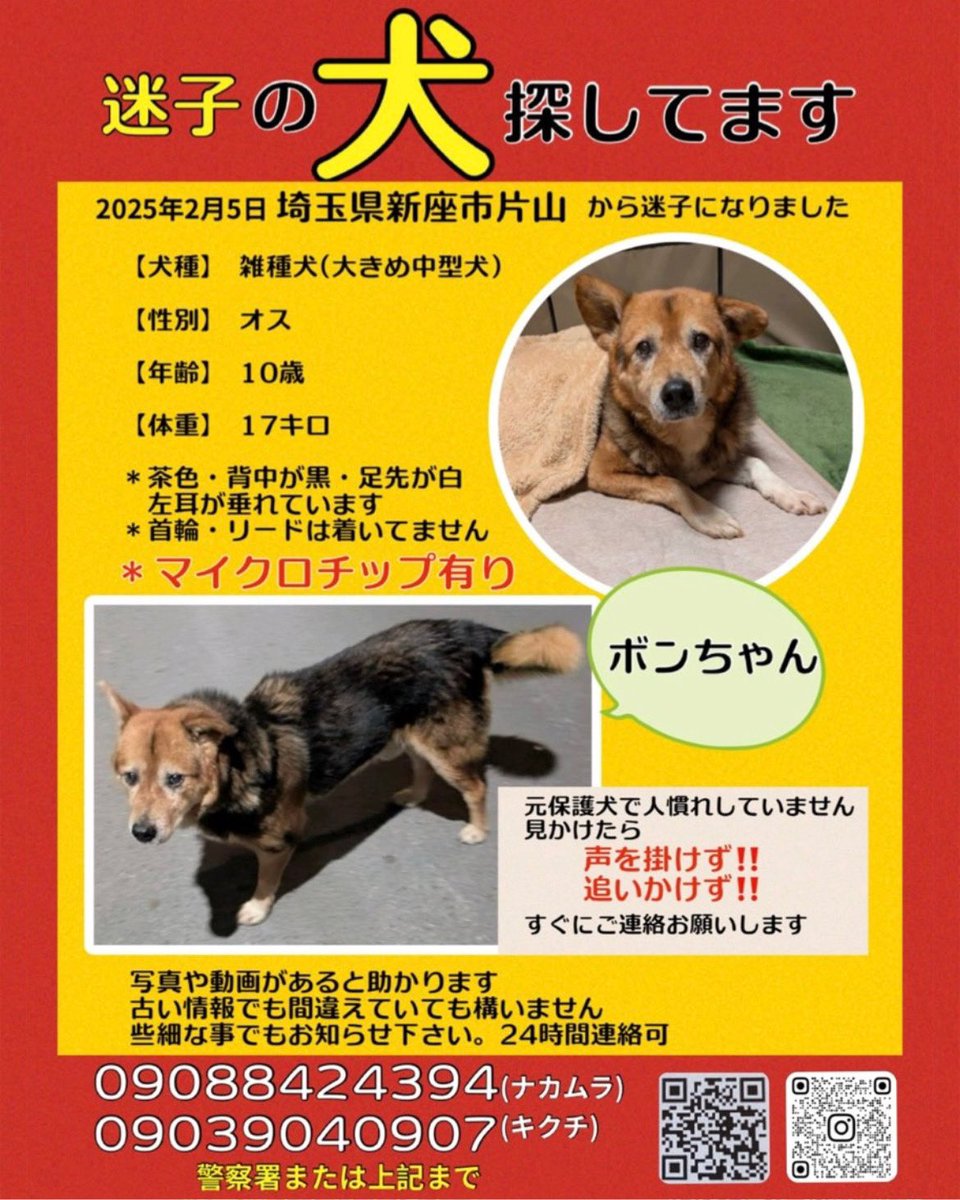nishi_neko_help's tweet photo. 【迷子犬を探しています】

お隣新座市から迷子です。猫とは違い、移動範囲が非常���広いため、西東京市、東久留米市、新座市の方は特に気に留めていただけると幸いです。4月半ばに保谷近辺で目撃されています。

#西東京市 #東久留米市 #新座市 #迷子犬 https://t.co/f6lY7TKS0X