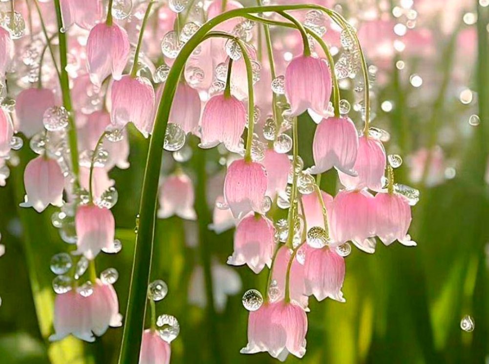 은방울꽃 꽃말, 반드시 오고야 마는 행복