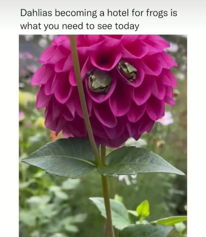 WholesomeMeme's tweet photo. https://t.co/0NbejhegNI
