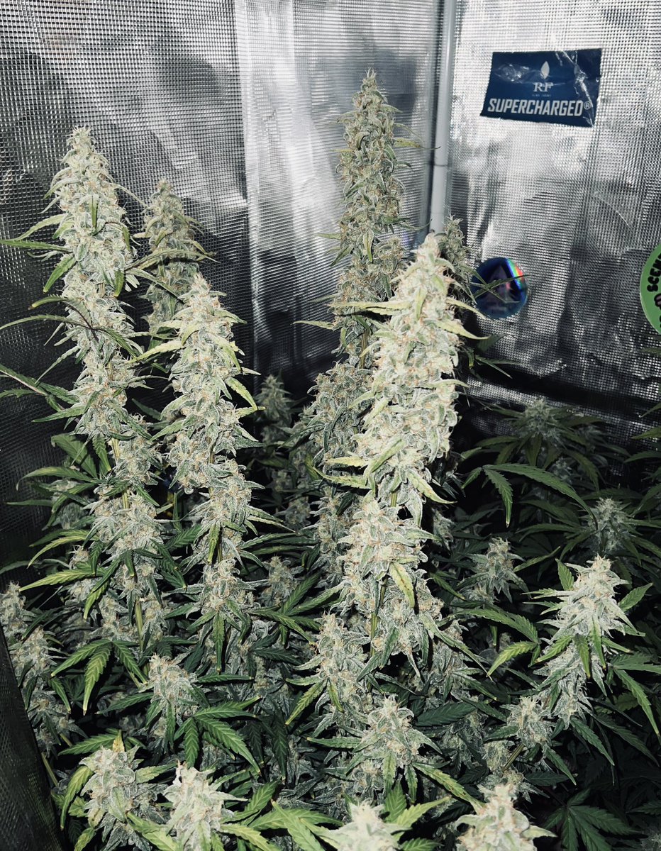 Samson (@beangeniepnw) on Twitter photo A trip down the RABBIT HOLE (OG Kush x Moby Dick x Bigfoot’s Dick) auto
Appropriately smells like 🍒 cough syrup.
<a href="/RemoNutrients/">Remo Brands Inc</a> definitely supercharged this one. A trip down the RABBIT HOLE (OG Kush x Moby Dick x Bigfoot’s Dick) auto
Appropriately smells like 🍒 cough syrup.
<a href="/RemoNutrients/">Remo Brands Inc</a> definitely supercharged this one.