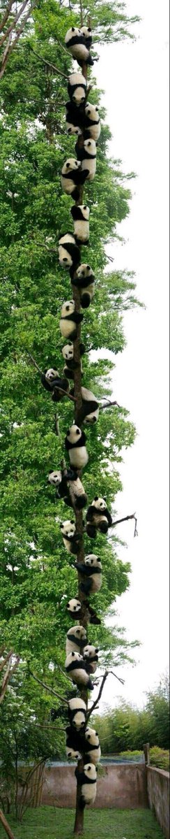 animalkyat's tweet photo. 中国人の友達から送られてきた画像 https://t.co/4gKrvR4pHR
