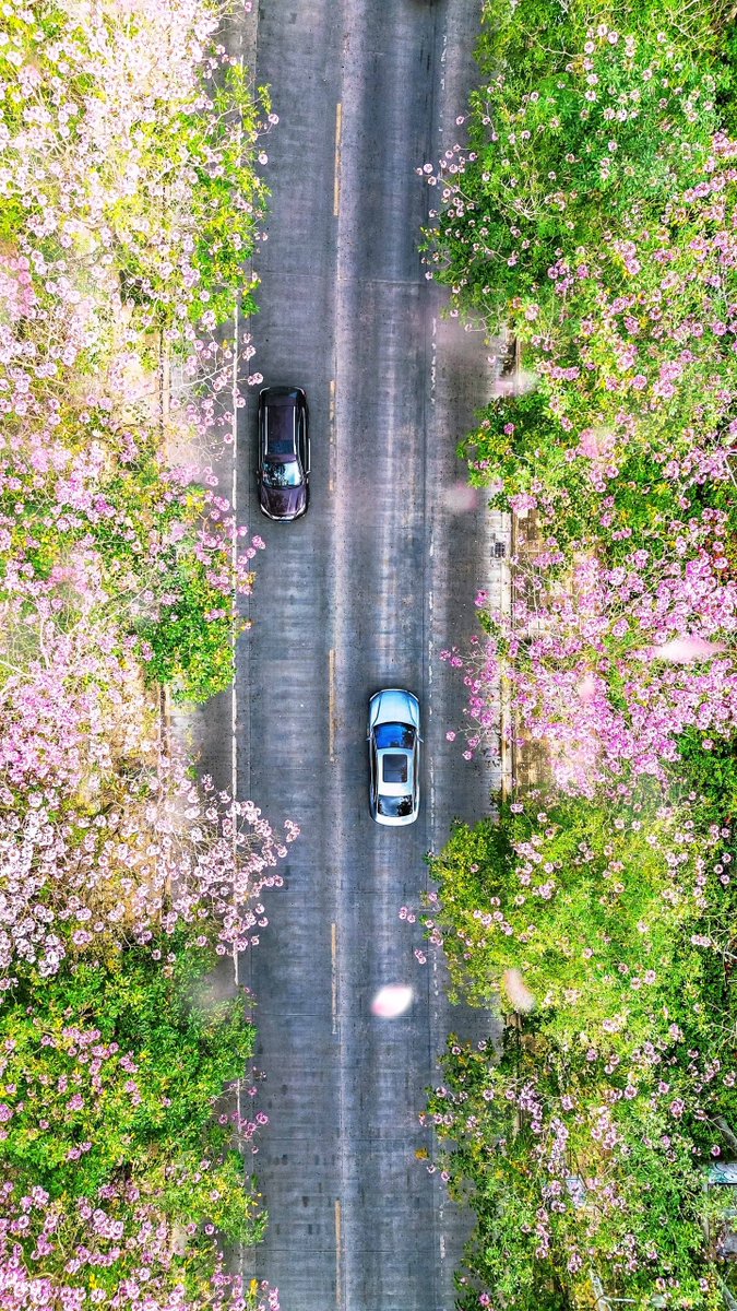 DiscoverLedong's tweet photo. 🌈 Living in #Ledong means commuting to work along the road to #spring every day. 🌺🌺🌺 Let's swap #snapshots of spring!
#SpringInLedong #BeautifulCountryside #HainanFlowerSeason #DiscoverLedong #ChinaTravel(📷@吉训言) https://t.co/QUInU2ARzc