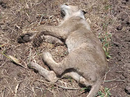 Truck driver held for running over Lioness in Amreli