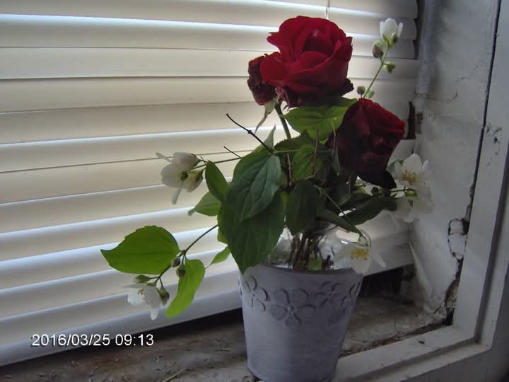 🌹MarTinaArt_Poetry 🇭🇷 (@martinarimbaldo) on Twitter photo 