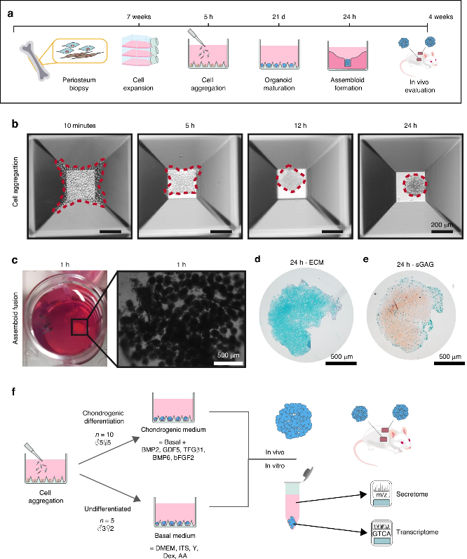 Bone Research_Editorial Office (@boneres_office) on Twitter photo New research shows how to make better bone implants using tiny "organoids". Scientists found ways to predict how well these implants will work. This could lead to safer and more effective personalized bone treatments!๐
<a href="/i_papantoniou/">Ioannis Papantoniou</a> <a href="/BoneRes_Office/">Bone Research_Editorial Office</a>
nature.com/articles/s4141โฆ New research shows how to make better bone implants using tiny "organoids". Scientists found ways to predict how well these implants will work. This could lead to safer and more effective personalized bone treatments!๐
<a href="/i_papantoniou/">Ioannis Papantoniou</a> <a href="/BoneRes_Office/">Bone Research_Editorial Office</a>
nature.com/articles/s4141โฆ