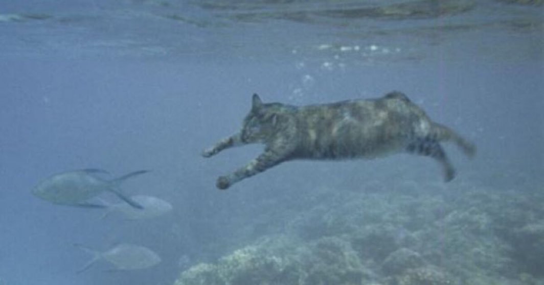 スナドリネコのこの写真、何回観ても「猫が寝てる時に見てる夢」って感じがして最高
