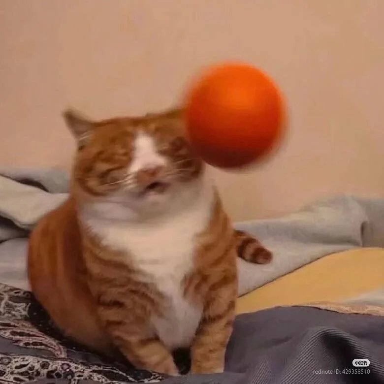 No Context Cats tweet media