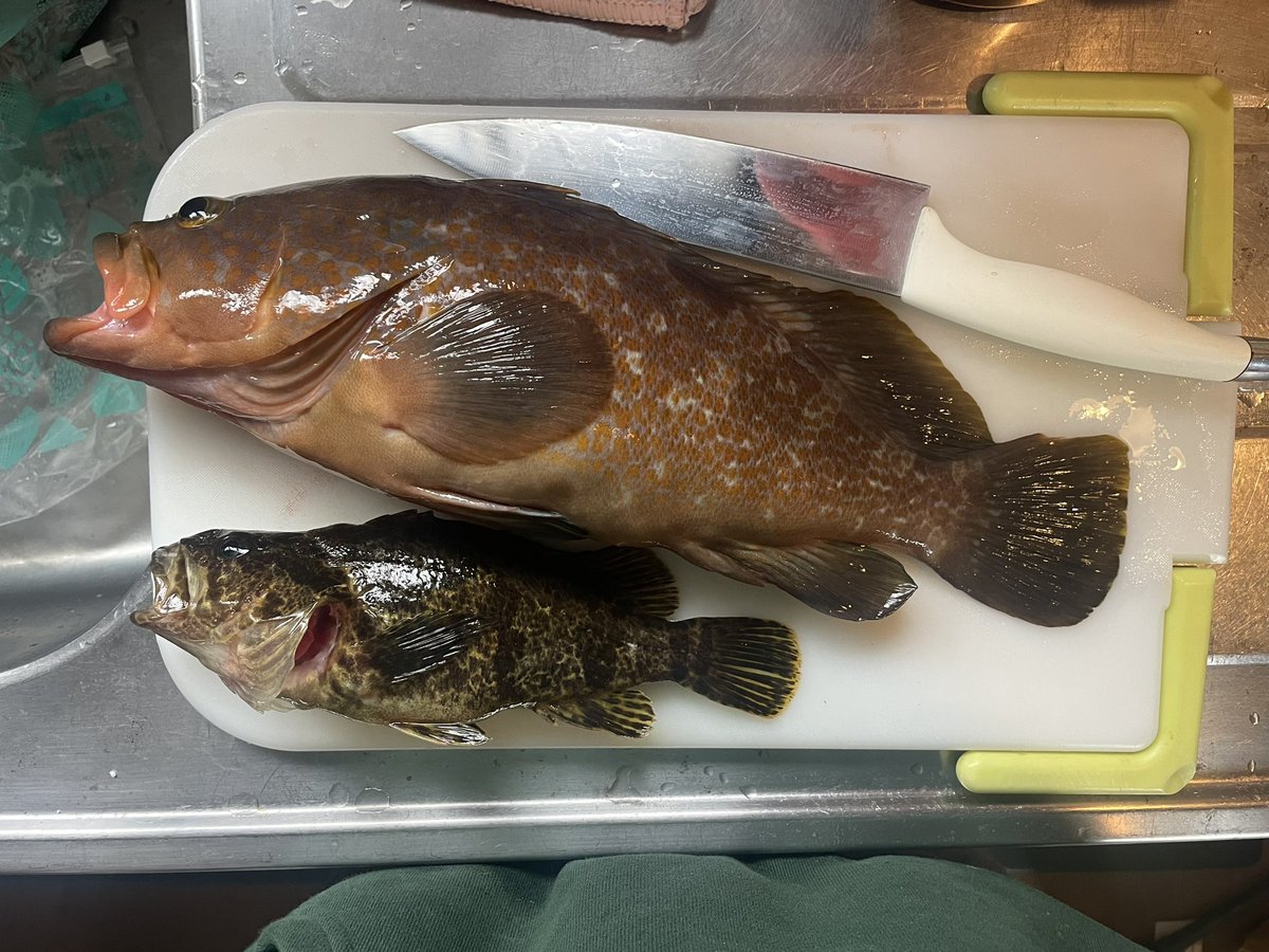 sora_singfun's tweet photo. 本日の釣果
捌き配信いる？ https://t.co/joaxTS2bRj