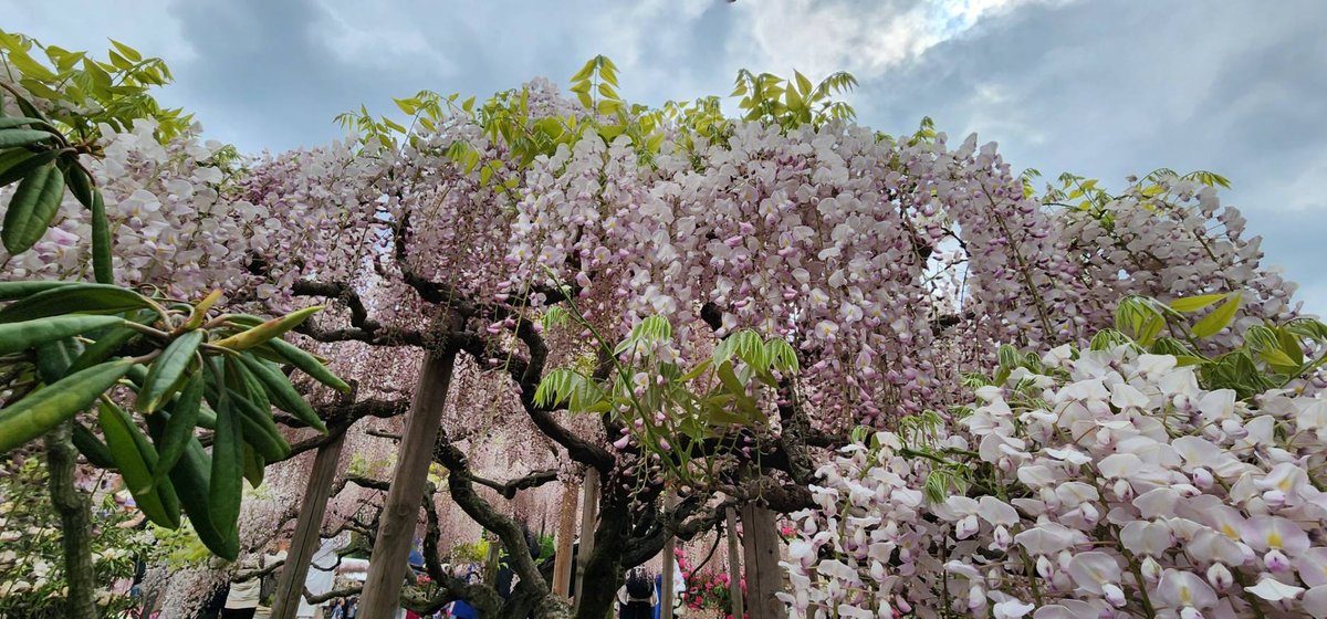 #つつじが岡公園 と #あしかがフラワーパーク の藤です！
インスタ担当のバスガイドさんが送ってくれました😘
#instagram 
instagram.com/nanohanabus?ig…