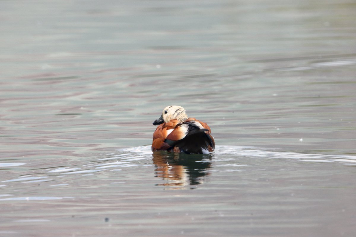 #hangitür #trakuş_org #trakuş #birds #birdphotography #birdflash #wildlife #wildlifephotograher #Canon #canonphotographer  #amateurphotographer #canon90d #sigma150600mm