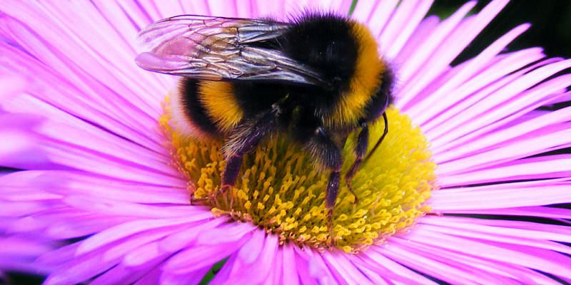 Where have all the lovely bumblebees gone?

I can’t help but feel concerned as my garden, which is usually buzzing with their presence this time of year, has only seen two bumblebees all weekend. I truly love these little creatures; they are my favourite insect. Over the years,