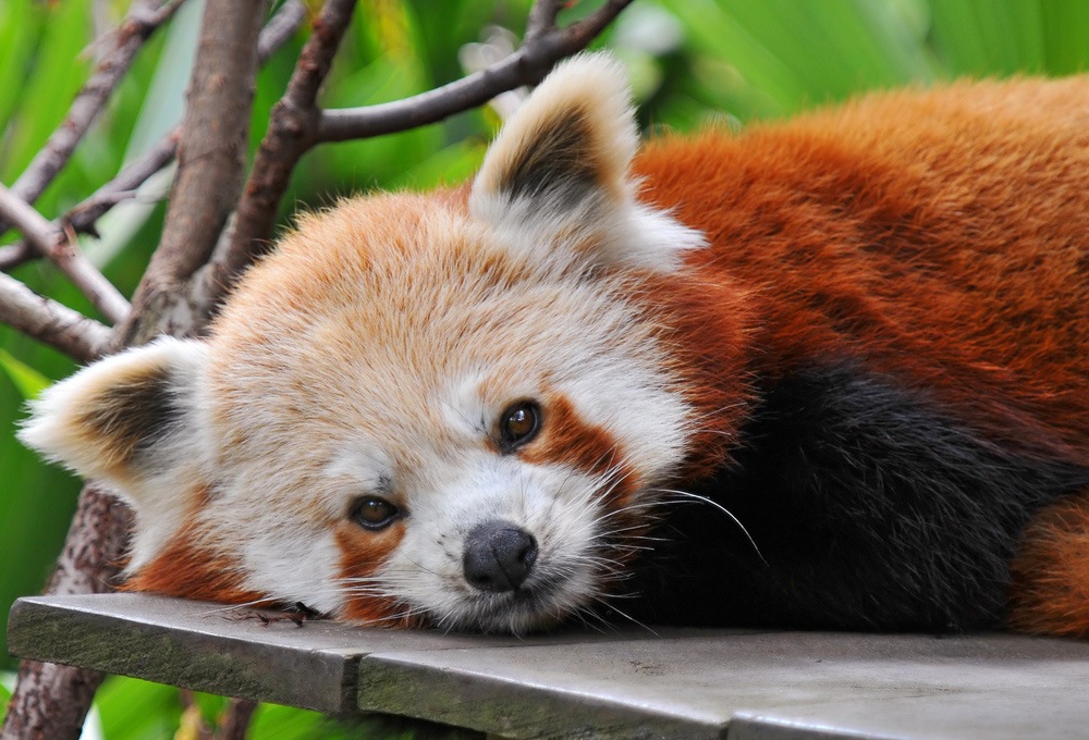 Red Panda Every Hour! (@redpandaeveryhr) on Twitter photo 