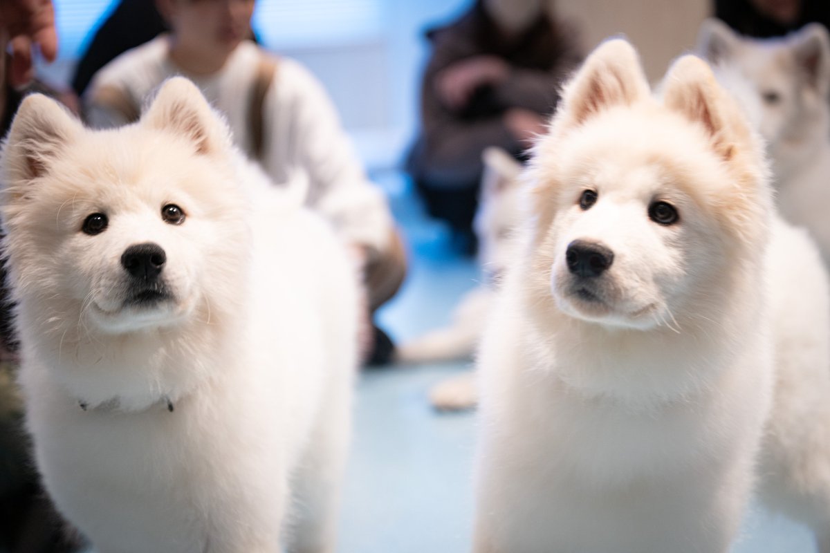 DegKen's tweet photo. サモエドカフェにて。
とんでもない可愛さの破壊力にやられまくりでした。

#samoyed
#サモエド https://t.co/z1bNrvJ0vD