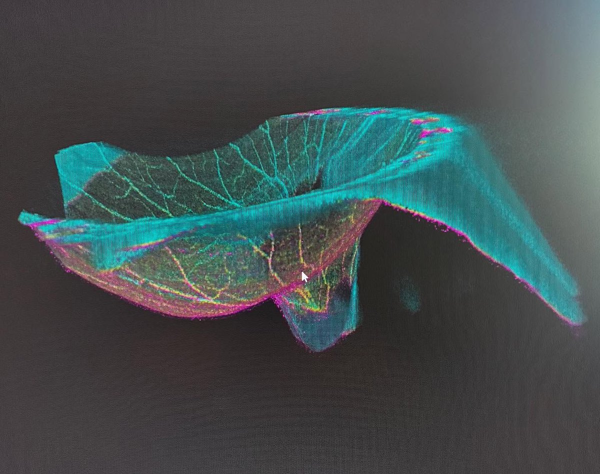 toward_pi's tweet photo. Morning glory anomaly. Image captured with #TowardPi #BMizar, courtesy of Dr. Marco Rispoli, Centro Italiano Macula, Italy.
#ophthalmology #ophthotwitter #sweptsourceOCT https://t.co/J7WhxeM77g