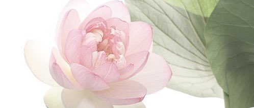 𝓦ei 𝓨ing (@prinvelle) on Twitter photo 