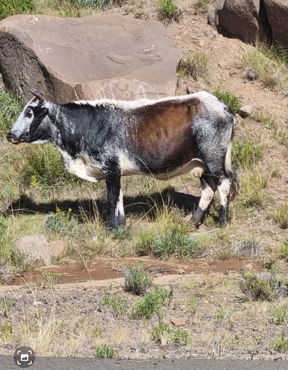 KabiKolobe's tweet image. What is the colour of this cow in your language? 

In Sesotho, we say &apos;e khoabana bo  hlabana&apos;. If it was a bull, we would say &apos;e khoaba bo hlaba&apos;

#LanguageDiversity