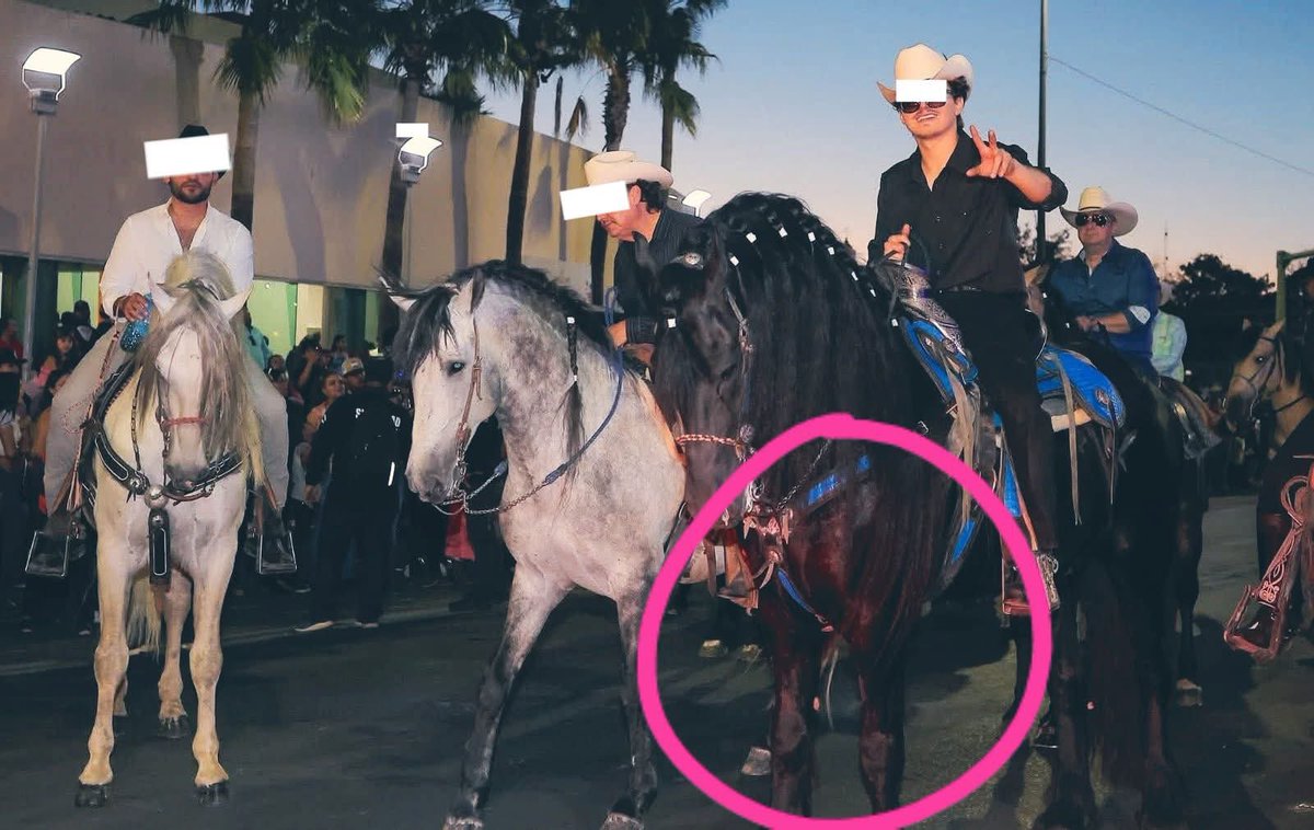 .<a href="/AlfonsoDurazo/">Alfonso Durazo</a> 
#UltimaHora🛑 #COMPARTIMOS #Denuncia 

REPORTAN a caballo🐴 sangrando durante la manifestación de la #Expogan dónde solo existe el maltrato  y la cru3ldad animal.

El presunto vaquero o cantante de corridos tumbados fue captado desfilando con un ejemplar