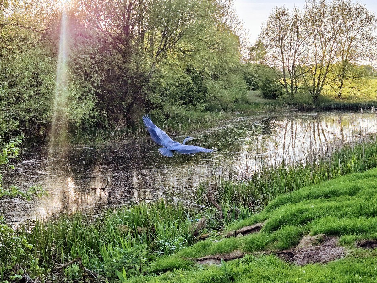 AdamLethbridge's tweet photo. Grey Heron at @WitneyLakes yesterday evening, if only my golf was as decent as my photography..... #goodwalkspoiled #birdie #greyheron https://t.co/vxoXKU6mWF