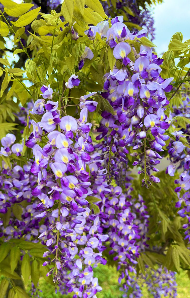 藤綺麗だった！！

何処に行くか聞かされてなかったからぱぺ連れてこなかったのが残念
一緒に撮りたかったな…