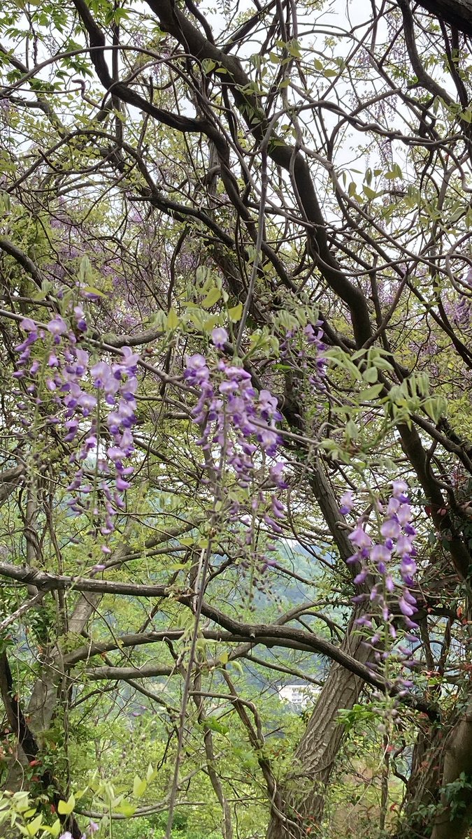 kaopustore's tweet image. 今黒保根をドライブしていると山があっちもこっちも藤棚ナイアガラみたいになってますよ！