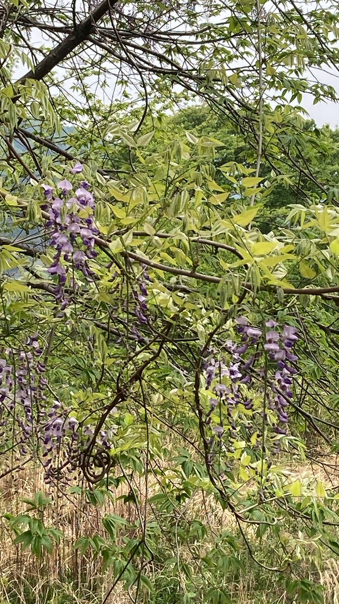 kaopustore's tweet image. 今黒保根をドライブしていると山があっちもこっちも藤棚ナイアガラみたいになってますよ！