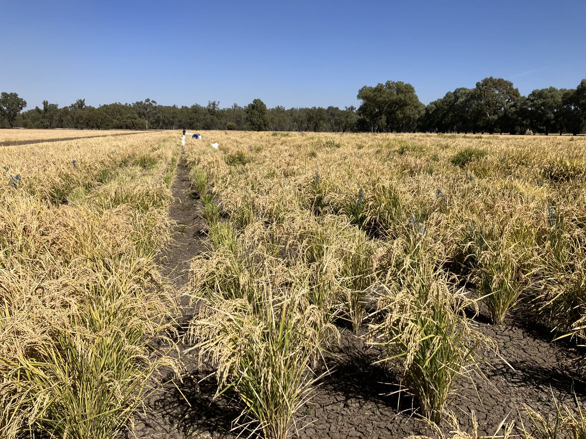 The field team finished hand harvesting the short rows and the hill plots today. Approximately 3,000 short rows and hill plots were harvested, a massive undertaking! These hill plots and short rows will be dried, threshed individually and cleaned for next season’s plots.