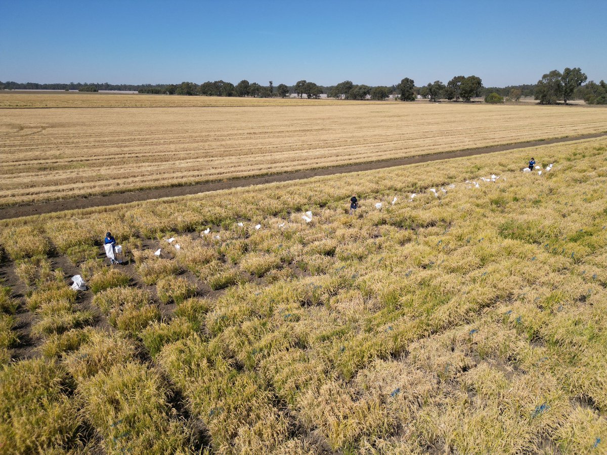 Rice Breeding Australia tweet media