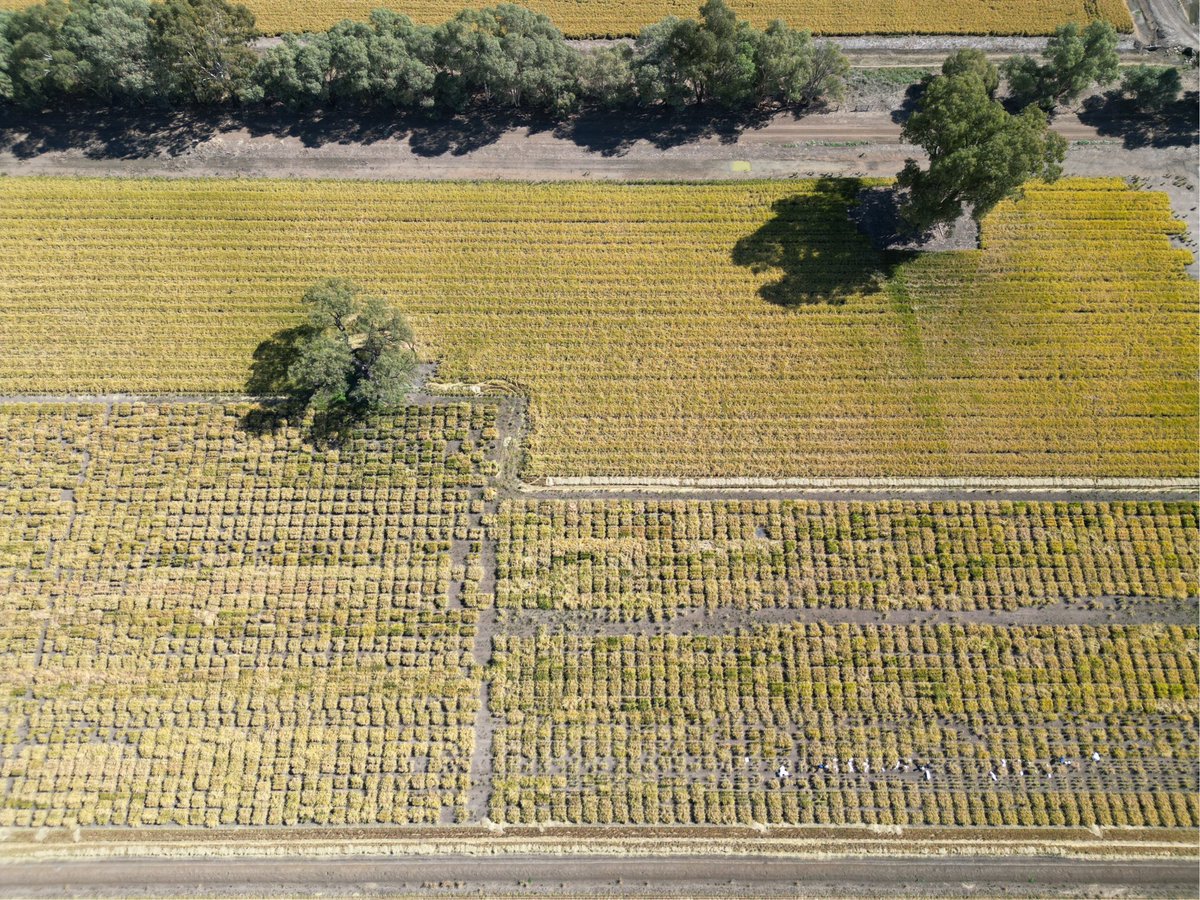 Rice Breeding Australia tweet media