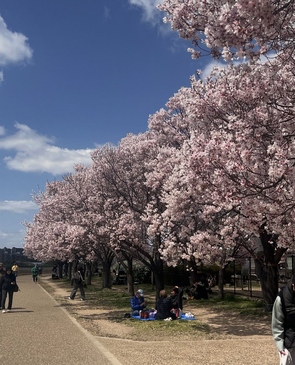 今年もお花見できた🌸

#日常垢
#日常垢さんと繋がりたい