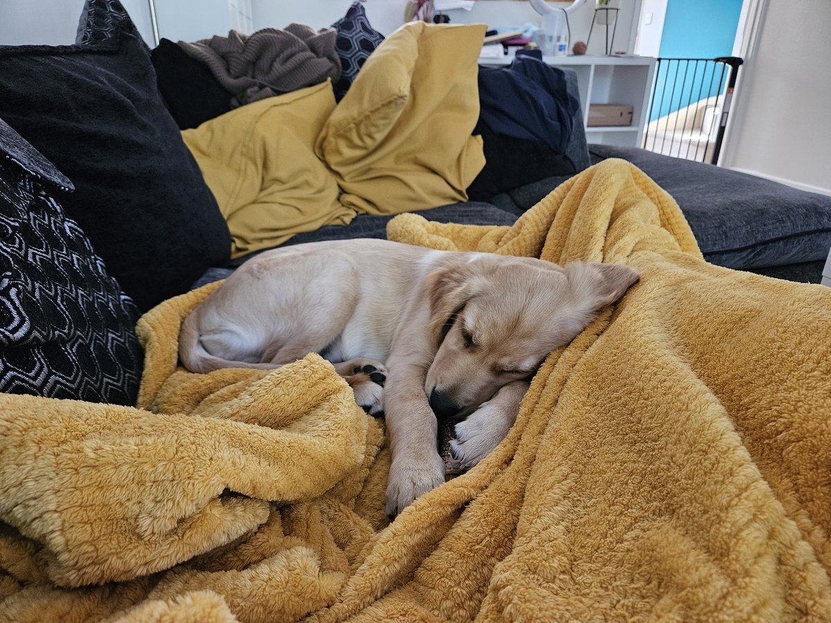 Me: I need to get up right now because the dog is desperate for her morning walk!

The dog in question: