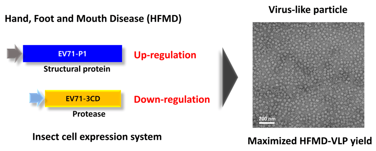 VirusesMDPI's tweet image. 🔬Efficient Production of Enterovirus 71 (EV71) #virus -like Particles by Controlling Promoter Strength in #insect  #Cells

✍️by Kim et al. 

mdpi.com/1999-4915/16/6…