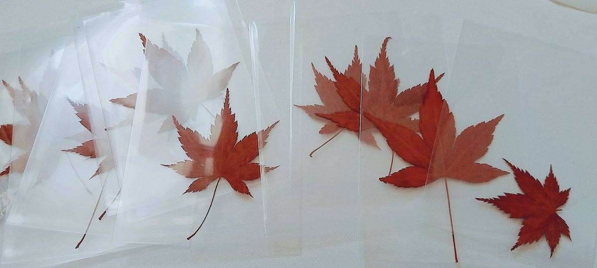 材料到了，之前设想的包装方案终于合体！
给干🍁套了平口袋保护+防蹭脏拍立得
外包装使用了半透明的蜡光纸