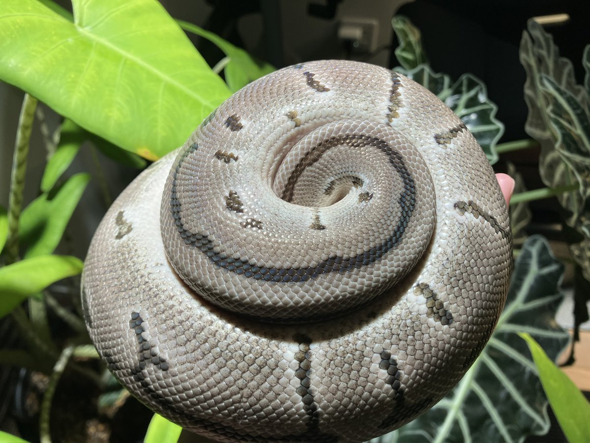 NAskgph's tweet photo. 植物用ライトの下では蛇も映えますね🪴 https://t.co/T76Rh1u0lq