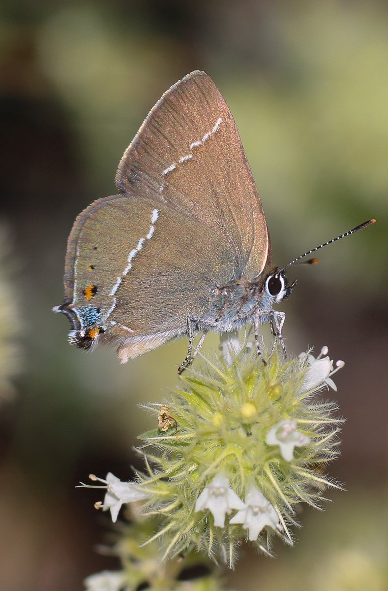 Mariposa Nature Tours tweet media