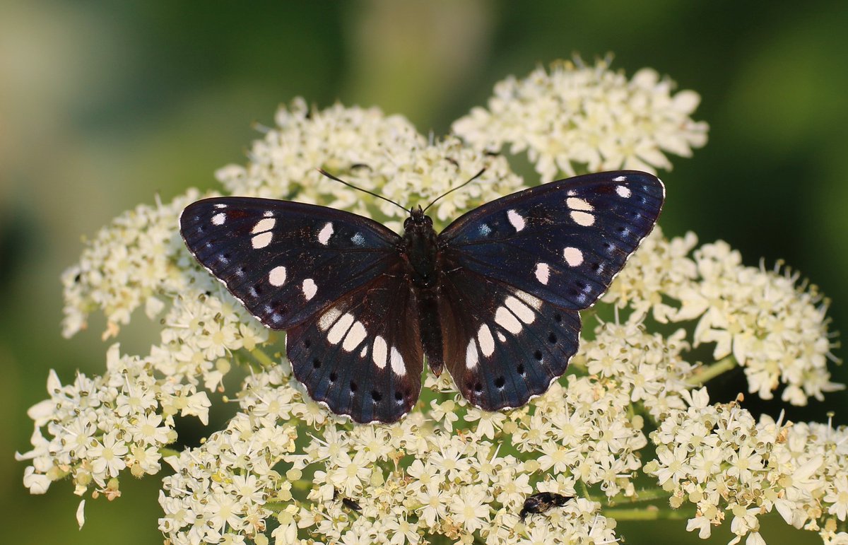 Mariposa Nature Tours tweet media