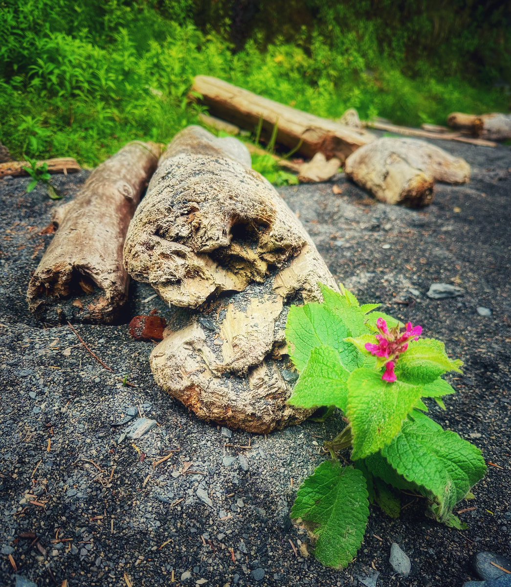 Xabi Smithy Mujika tweet media