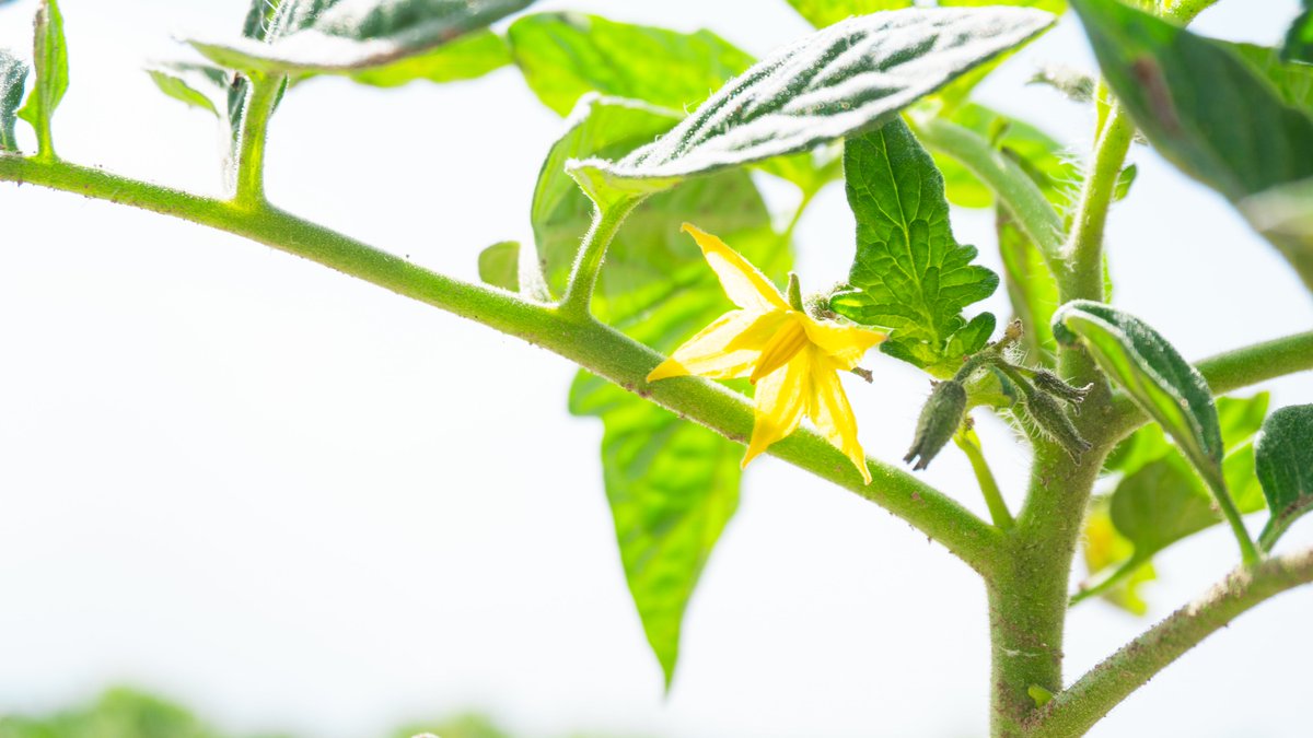 MarismasL's tweet photo. 🍅 Así evoluciona el cultivo de tomate en campo

Casi un mes después de su plantación, el tomate de industria en #LasMarismas comienza a mostrar sus primeras flores, que pronto darán paso a los frutos. Es la señal de que el cultivo avanza según lo previsto. https://t.co/gz89x3OTrK
