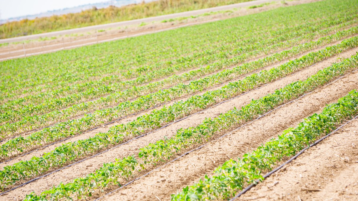 MarismasL's tweet photo. 🍅 Así evoluciona el cultivo de tomate en campo

Casi un mes después de su plantación, el tomate de industria en #LasMarismas comienza a mostrar sus primeras flores, que pronto darán paso a los frutos. Es la señal de que el cultivo avanza según lo previsto. https://t.co/gz89x3OTrK