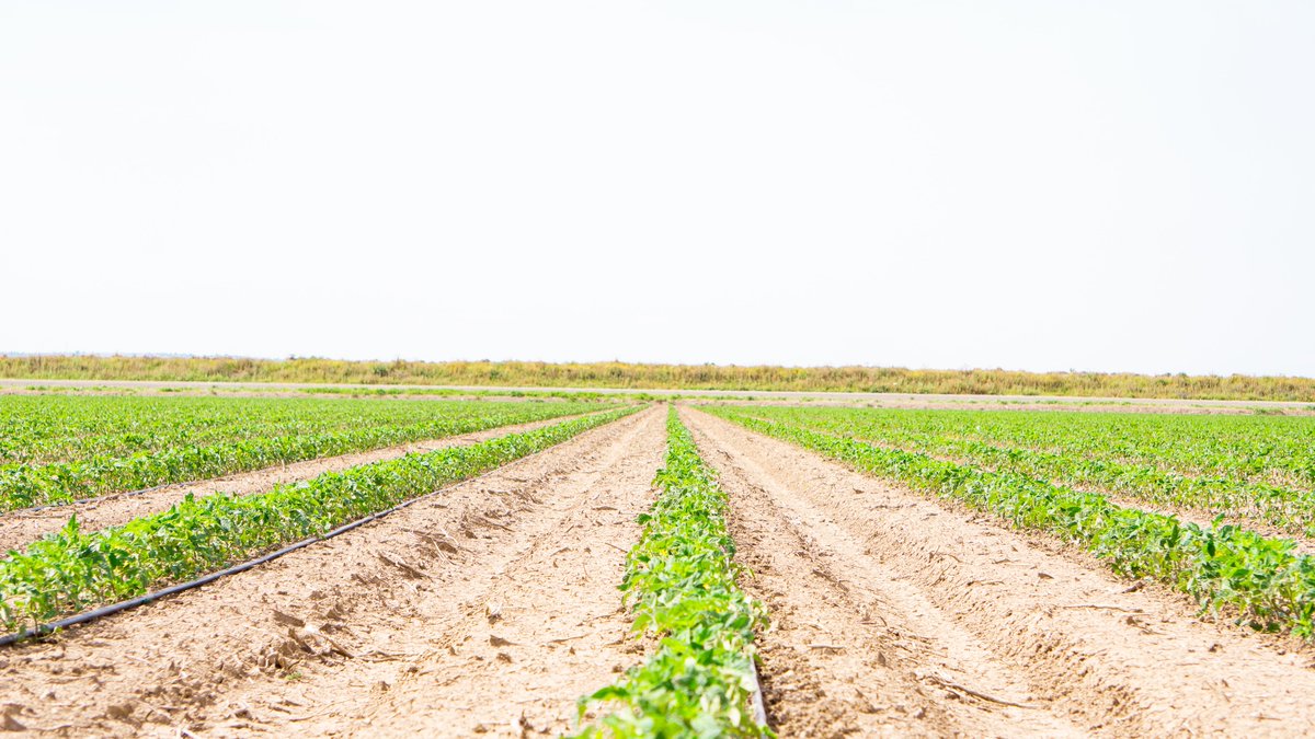MarismasL's tweet photo. 🍅 Así evoluciona el cultivo de tomate en campo

Casi un mes después de su plantación, el tomate de industria en #LasMarismas comienza a mostrar sus primeras flores, que pronto darán paso a los frutos. Es la señal de que el cultivo avanza según lo previsto. https://t.co/gz89x3OTrK