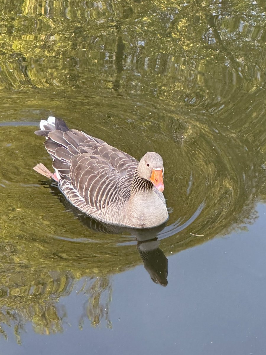 Loving the wildlife in St James’s Park this morning <a href="/BBCBreakfast/">BBC Breakfast</a> <a href="/theroyalparks/">The Royal Parks</a> xxx