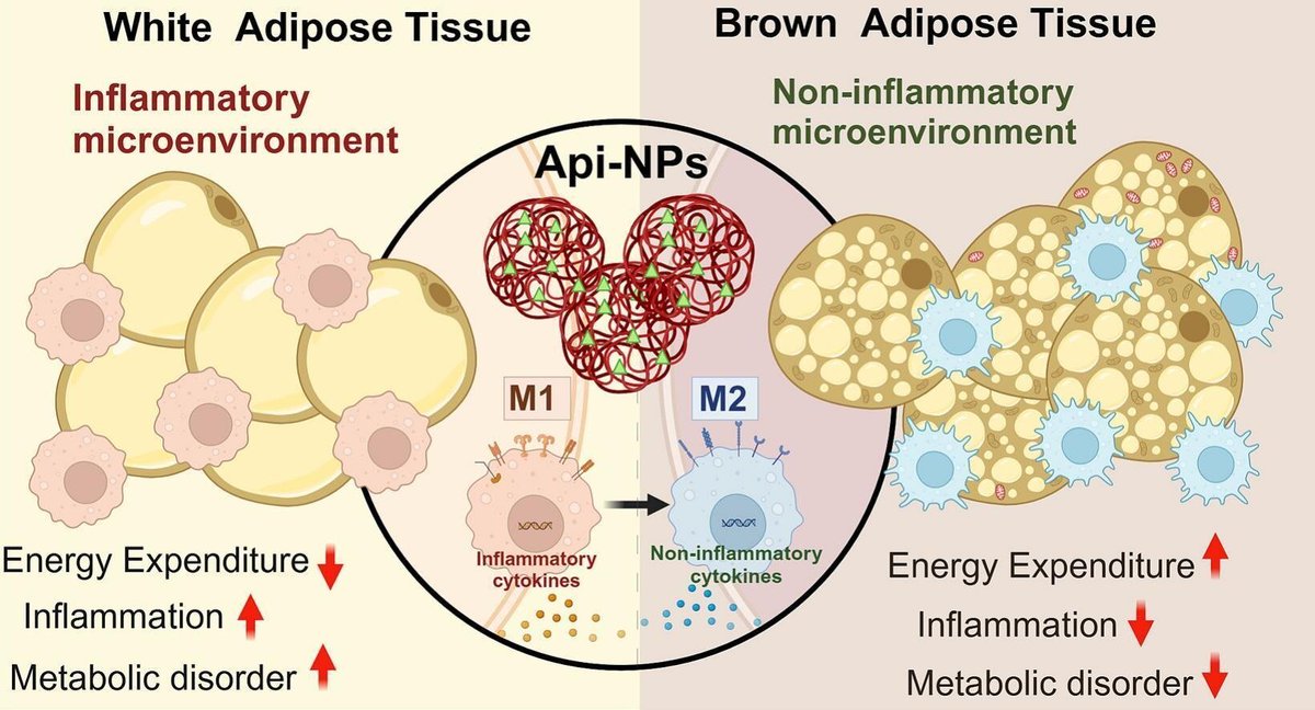 talius's tweet photo. #Dual-#action #nanoparticle #therapy targets #obesity by #converting #whitefat and reducing #inflammation
An apigenin-nanoparticle therapy tackles obesity through converting white fat into #beigefat while reducing obesity-related #inflammation https://t.co/jJEz5WYZgM https://t.co/CNWpWvT8D1