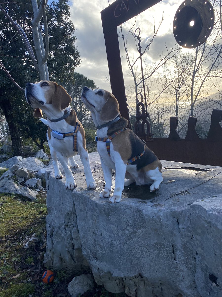 #unBinomioInscindibile #beagle #Sole #Arya #unTemaAlGiorno