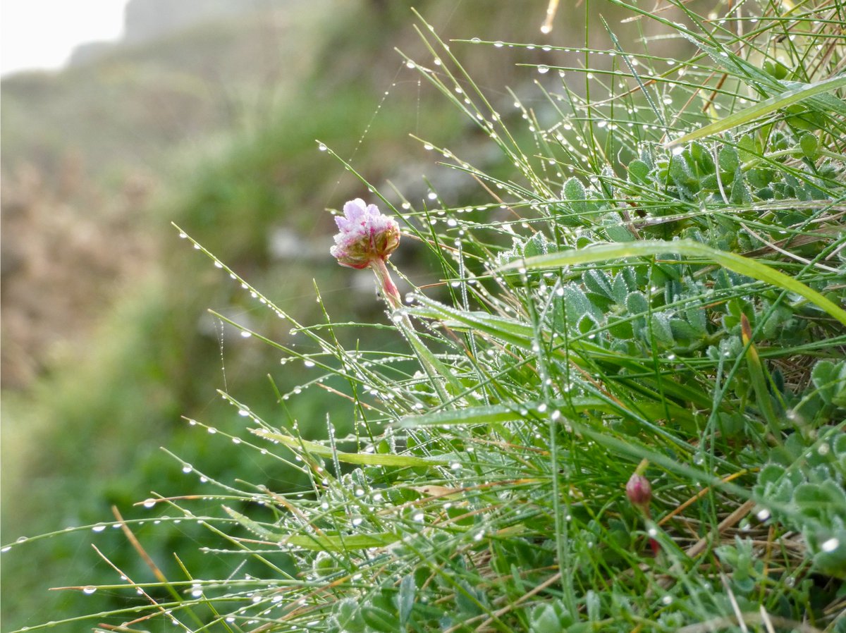 🌸 #seapinks #cliffdaisies #thrift