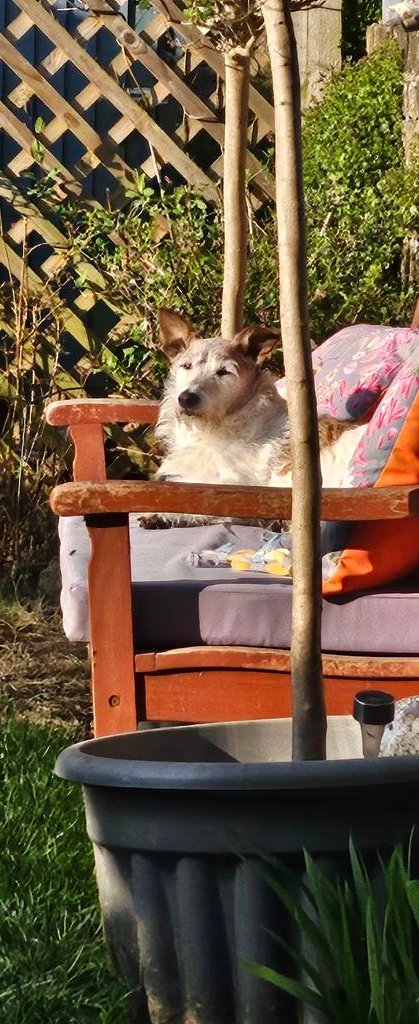 TheMiloDog's tweet photo. Oh hello. Yes chums, it's out! Wuff! #ThatBench https://t.co/JtFLN3bgfP